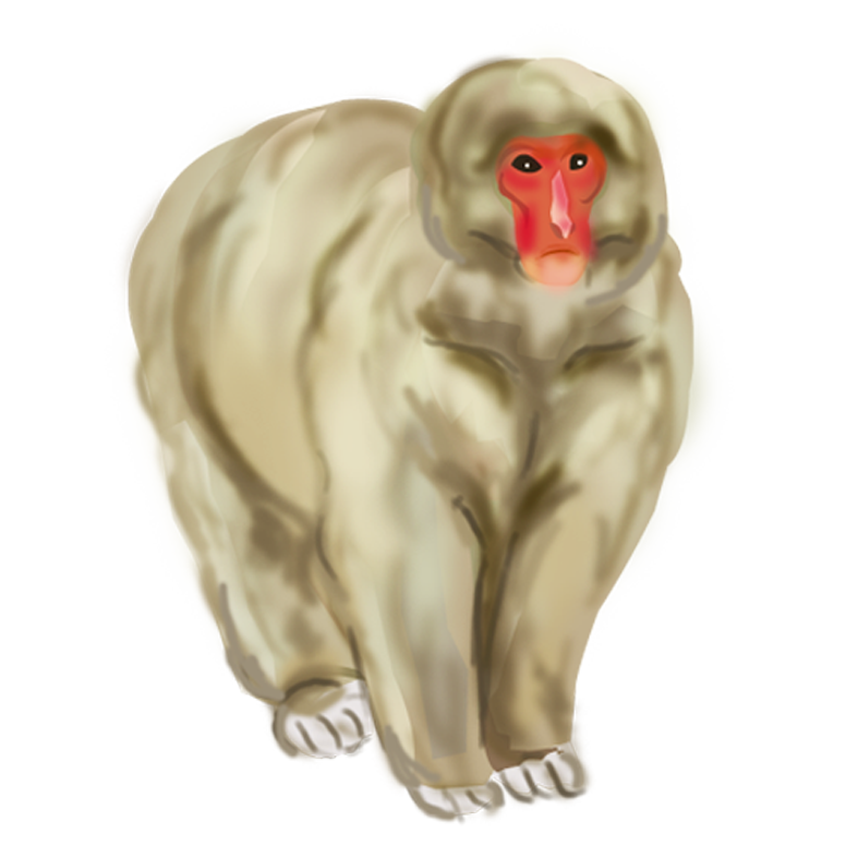 リアルな猿のイラスト プリント年賀状素材