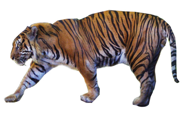 寅年年賀状に使える　虎の写真素材